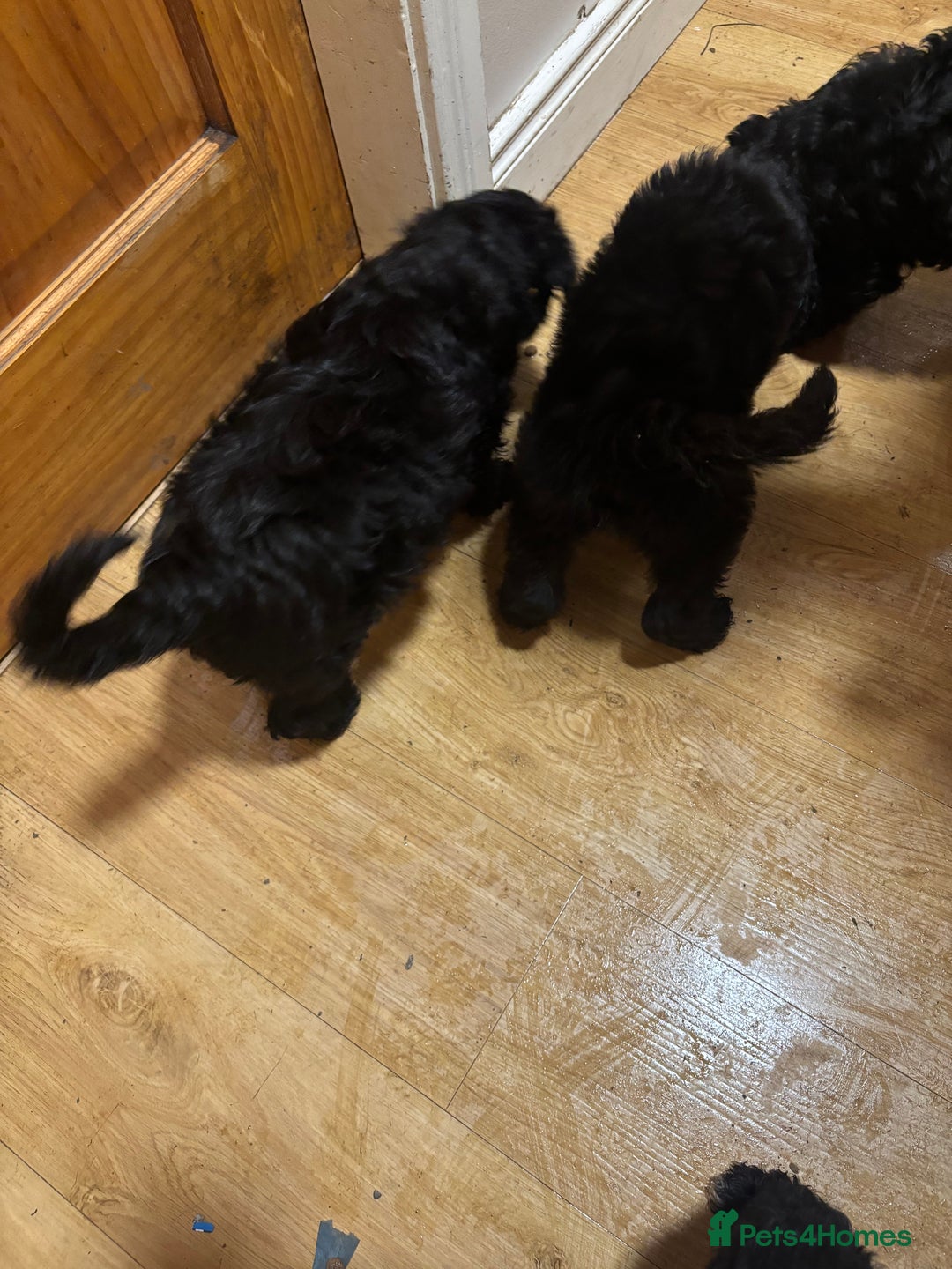 Cockapoo dogs for sale: Cockapoo for sale - Advert 3