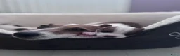 Jack Russell dogs for sale: Beautiful Jack Russell Puppies for Sale 🐶 - Advert 13