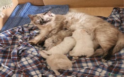 Ragdoll cats for sale: Pure loving ragdool ready for new home  - Image 21
