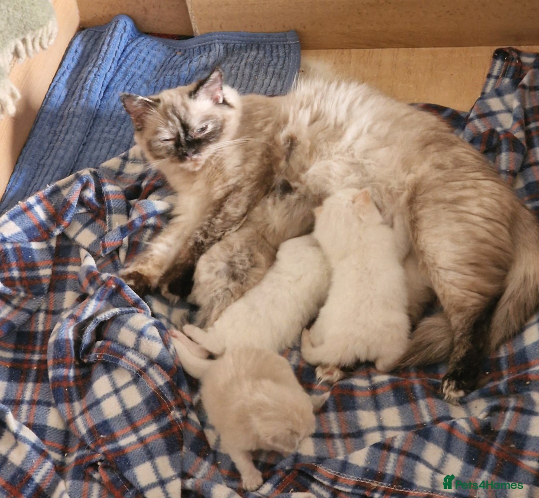 Ragdoll cats for sale: Pure loving ragdool ready for new home  - Image 21