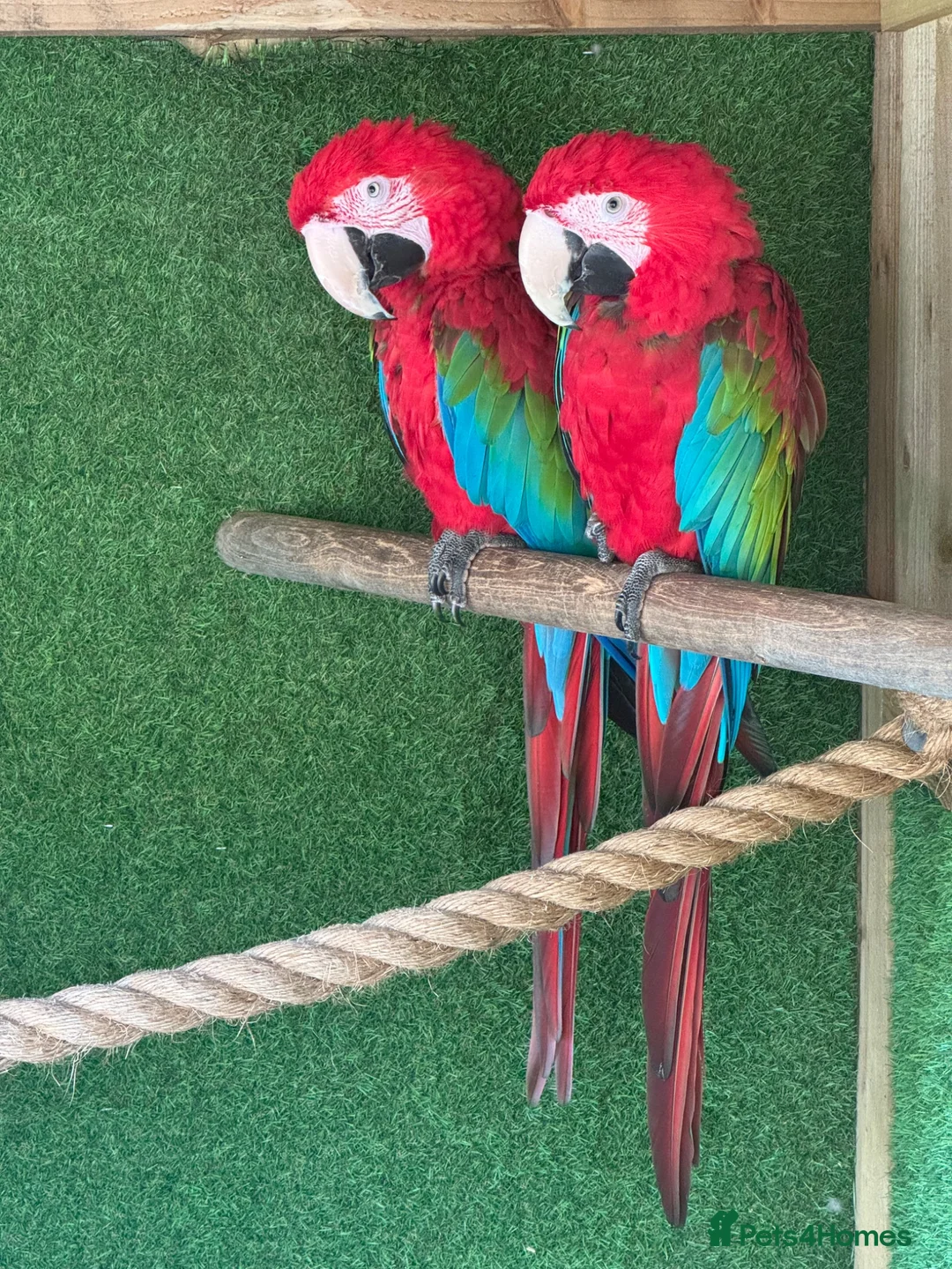 Macaws birds for sale: Green-wing Macaws-Bonded Pair  in Seaham - Advert 5