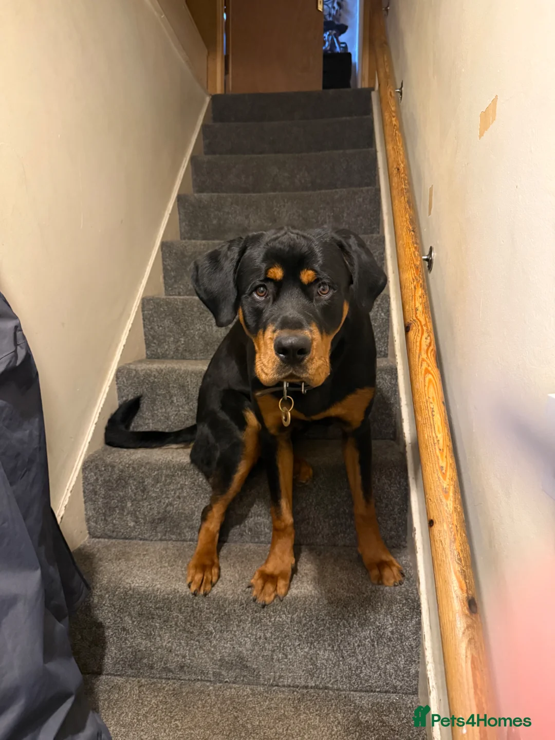 Rottweiler dogs for sale: Regrettable sale - Advert 2