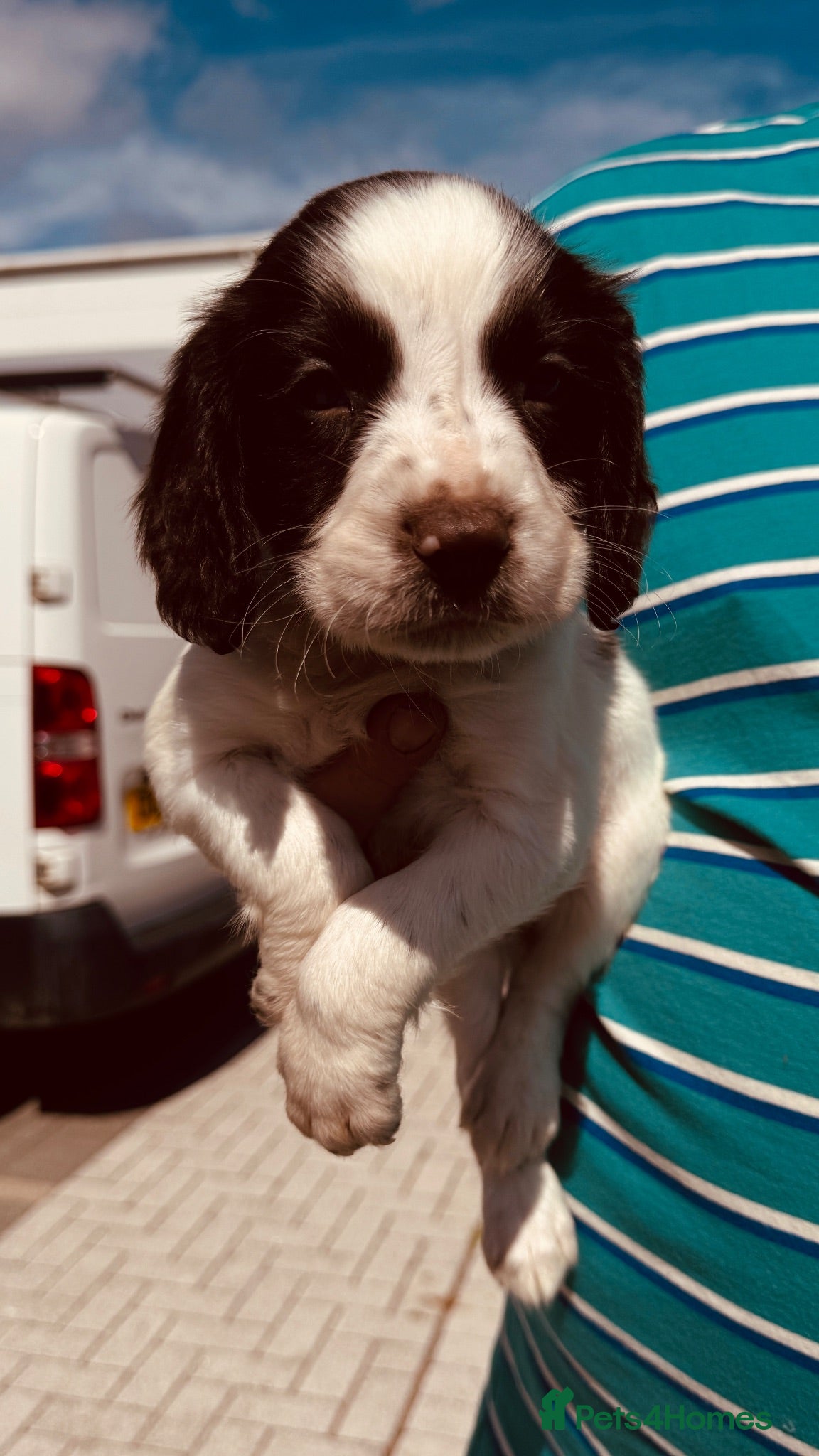 English Springer Spaniel dogs Working KC Springer Spaniel Puppies - Advert 2