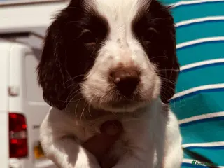 English Springer Spaniel dogs Working KC Springer Spaniel Puppies - Advert 1