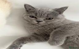 British Shorthair cats for sale: BSH READY TO GO! TICA REGISTERED 1 BOY LEFT in Gloucester - Image 11