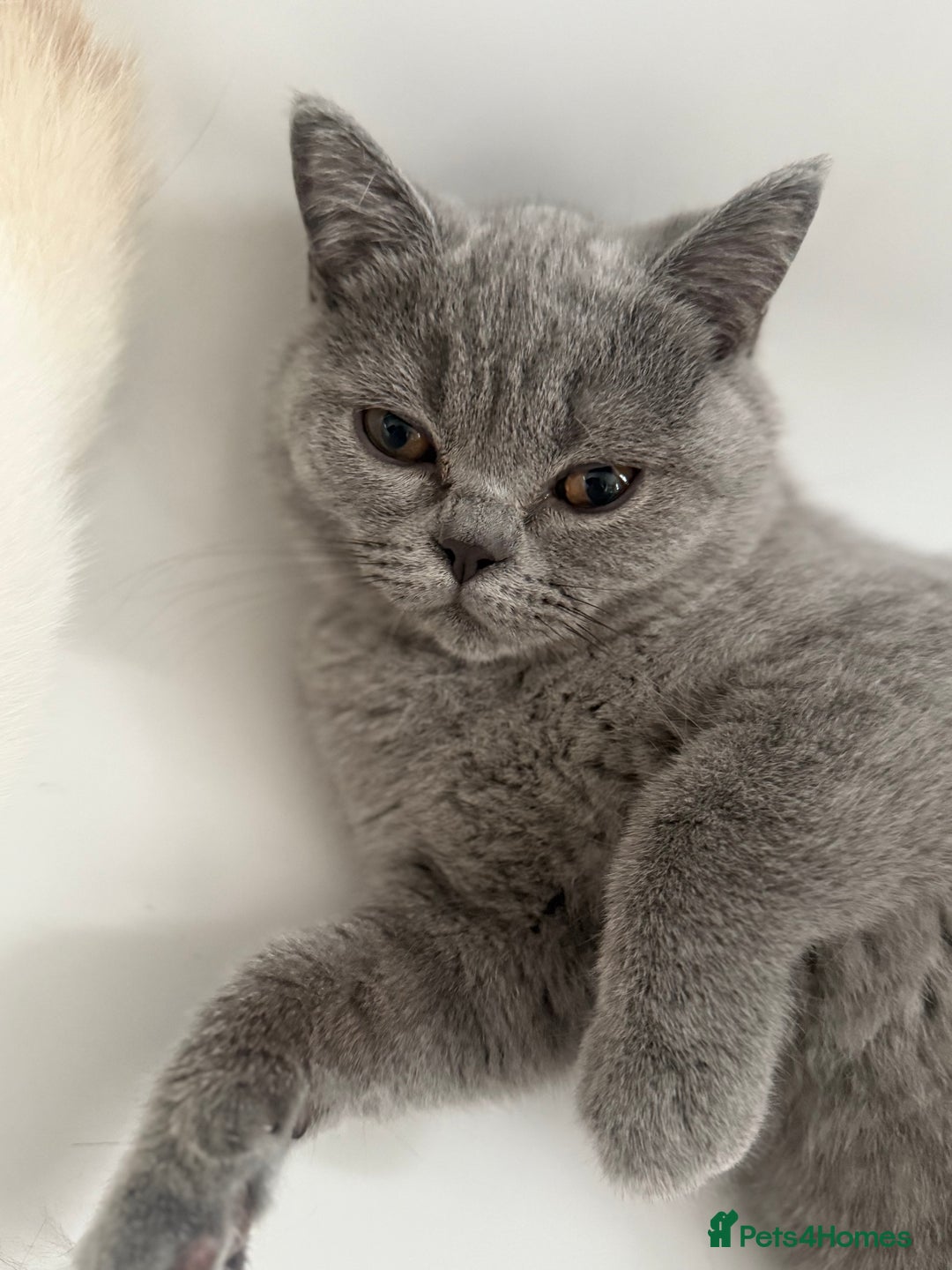 British Shorthair cats for sale: BSH READY TO GO! TICA REGISTERED 1 BOY LEFT in Gloucester - Image 11