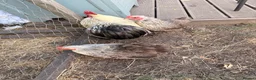 Chickens poultry for sale: Trio of Silver Partridge Pekin Chickens - Advert 6