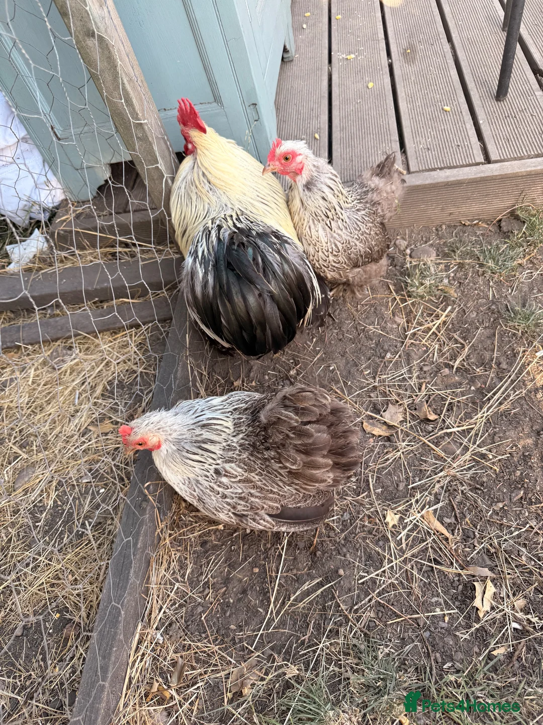 Chickens poultry for sale: Trio of Silver Partridge Pekin Chickens - Advert 6