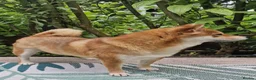 Japanese Shiba Inu dogs for sale: I am looking for a new home, Japanese Shiba Inu  - Advert 2