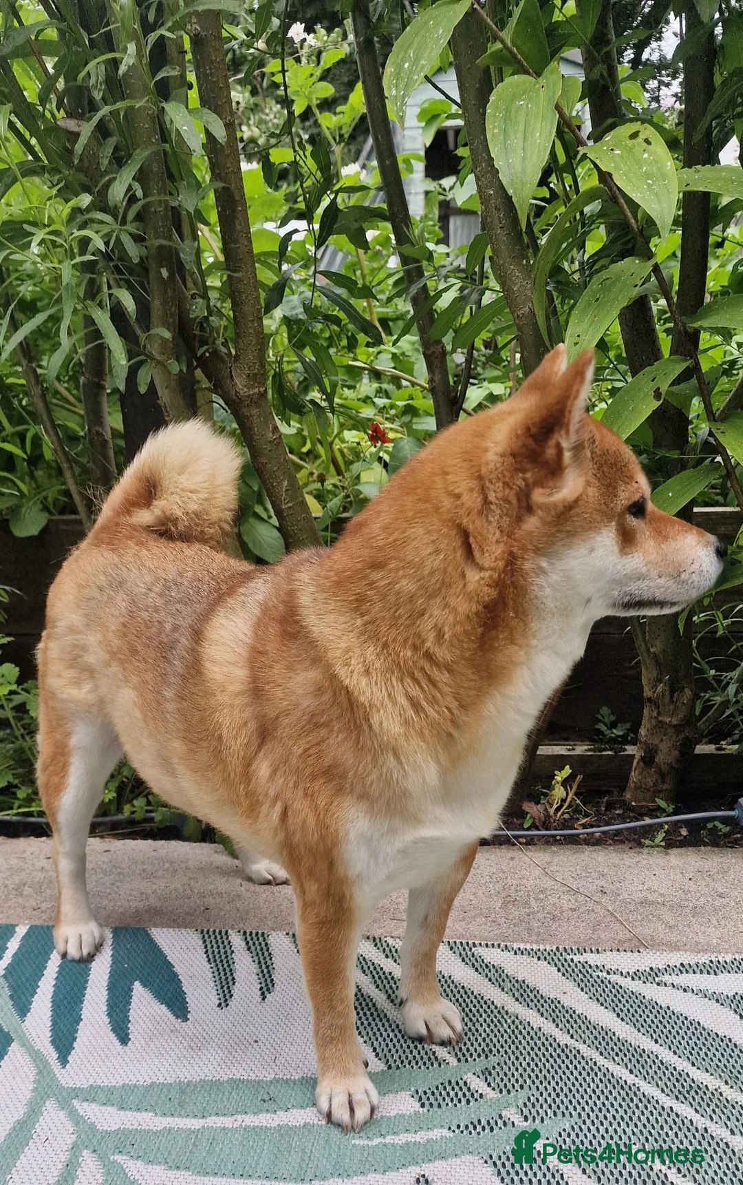 Japanese Shiba Inu dogs for sale: I am looking for a new home, Japanese Shiba Inu  - Advert 2