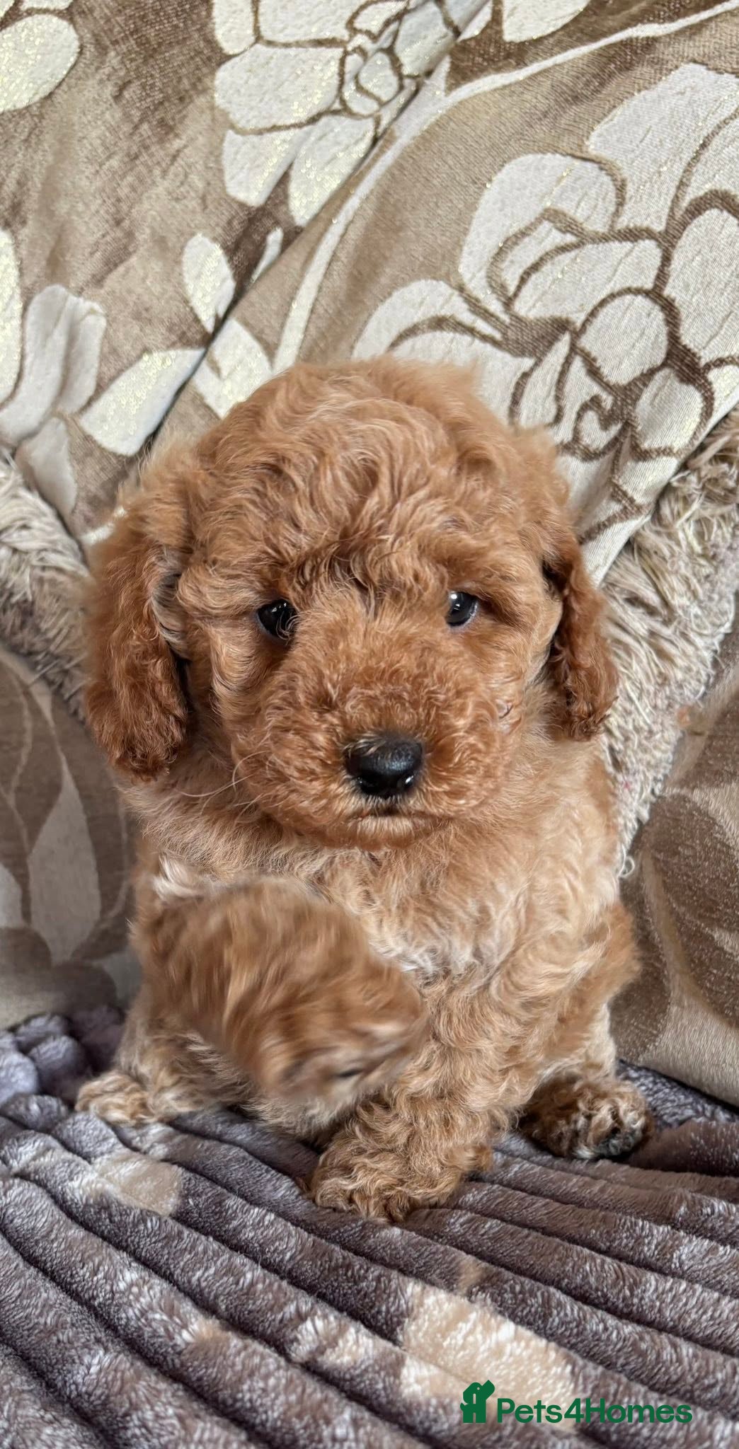 Miniature Poodle dogs KC Reg Miniature Poodles Girls Available - Advert 1