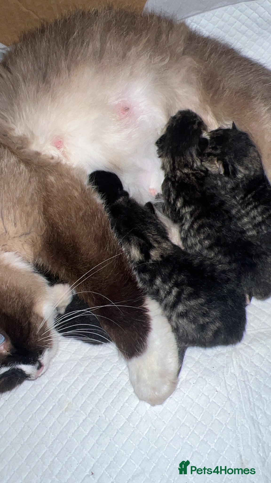 Mixed Breed cats Ragdoll X kittens - Advert 4