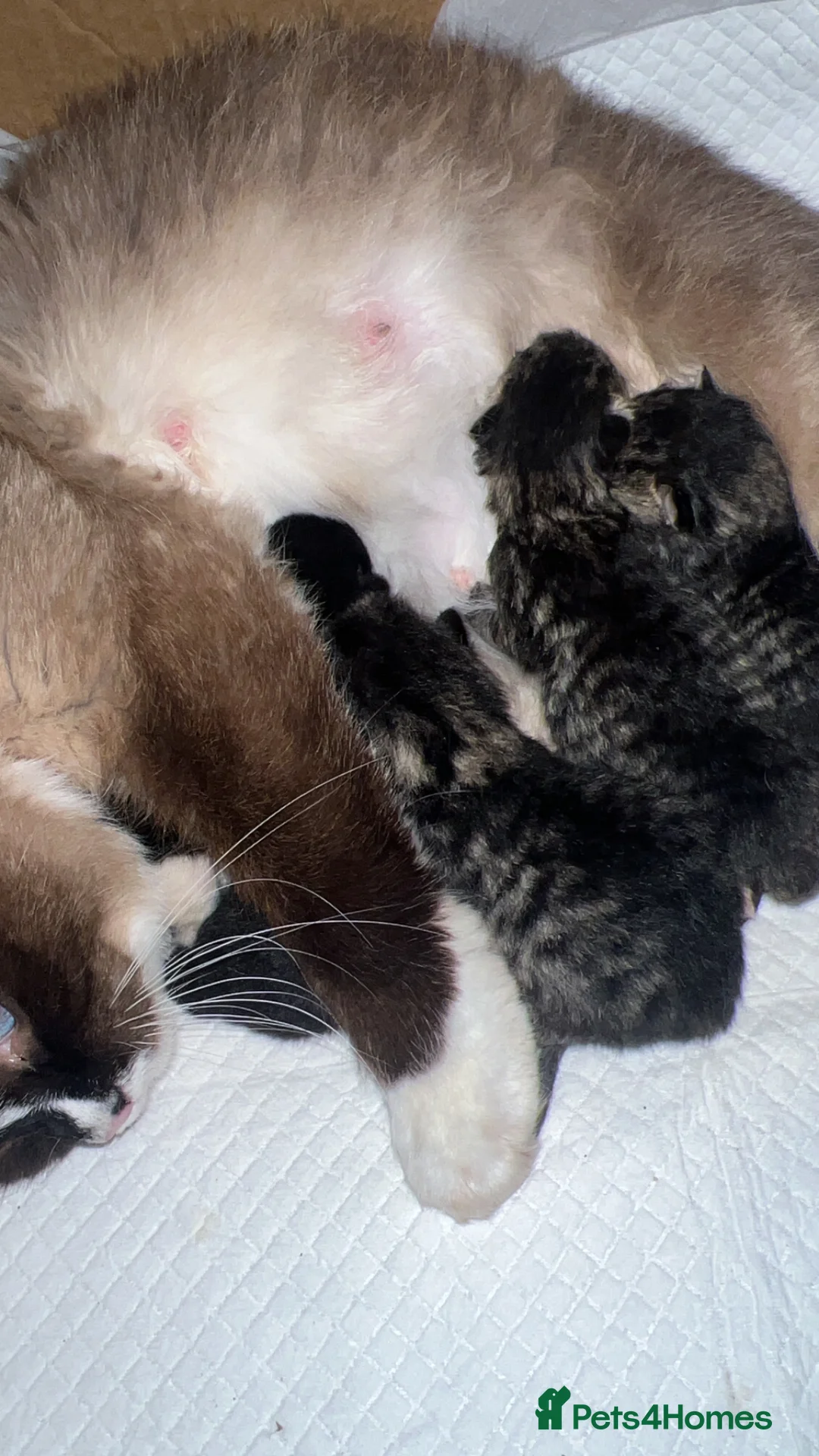 Mixed Breed cats for sale: Ragdoll X kittens - Advert 1
