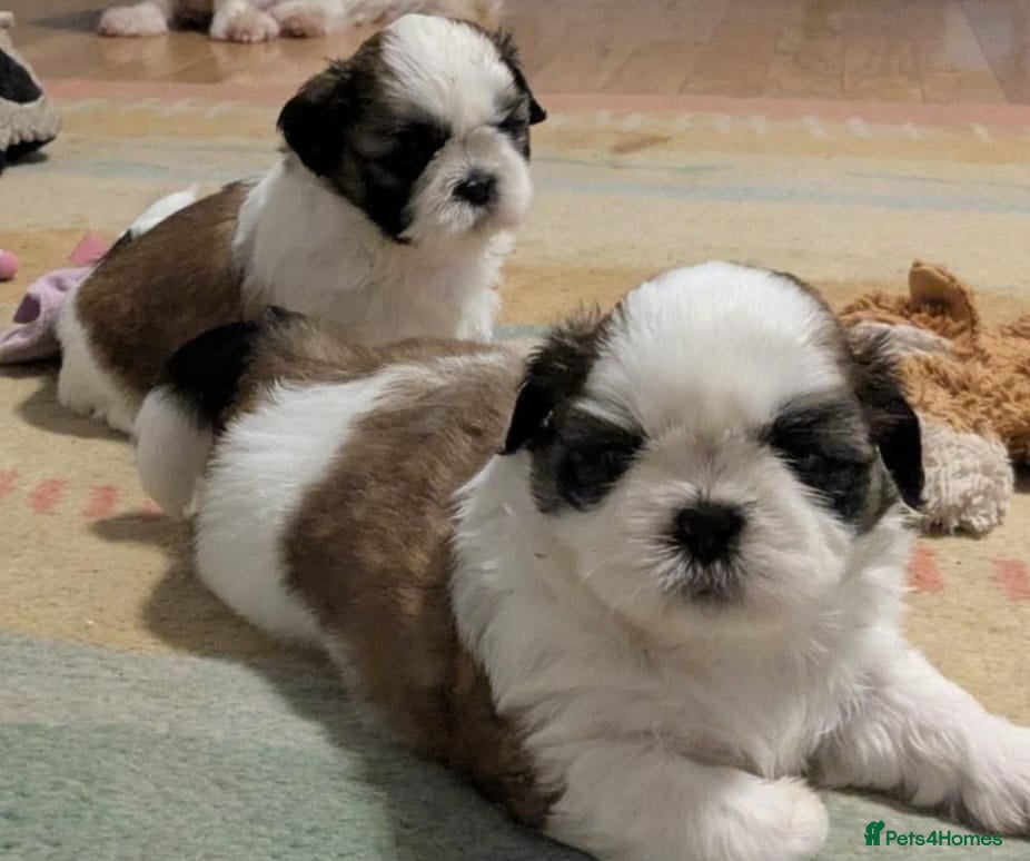 Shih Tzu dogs Stunning shih Tzu puppies - Advert 17