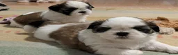 Shih Tzu dogs for sale: Stunning shih Tzu puppies - Advert 1