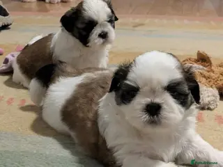 Shih Tzu dogs Stunning shih Tzu puppies - Advert 17