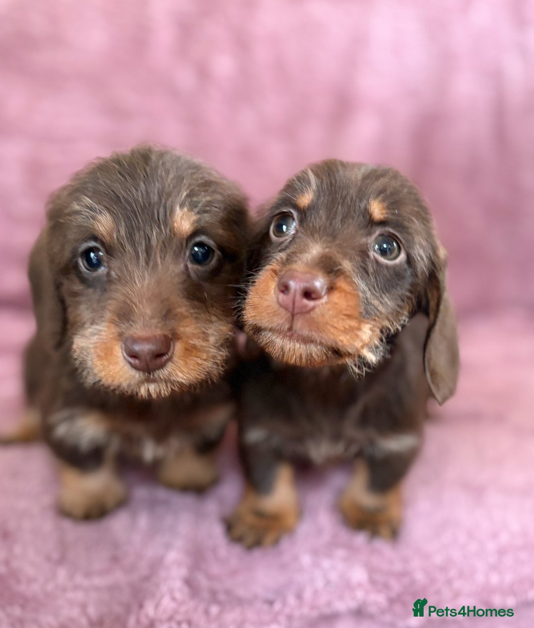 Dachshund dogs for sale: Kc miniature wire hair dachshunds  - Advert 2