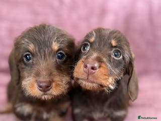 Dachshund dogs Kc miniature wire hair dachshunds - Advert 6