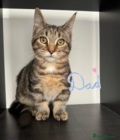 Munchkin cats Stumpy MUNCHKIN KITTEN - 1 BOY LEFT ❤️ - Advert 3