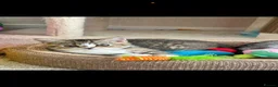 British Shorthair cats for sale:   Cute British Shorthair Kittens - Advert 13