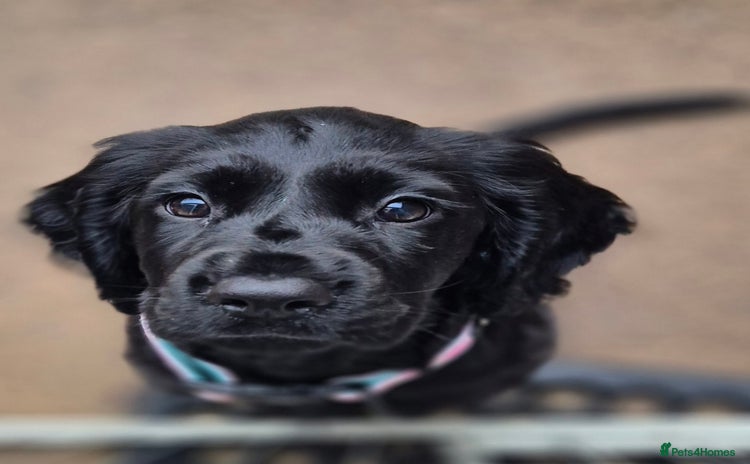 Sprocker dogs - Advert 11