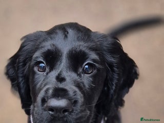 Sprocker dogs - Advert 4