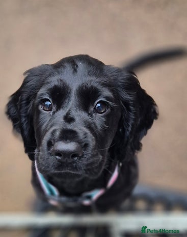 Sprocker dogs - Advert 11