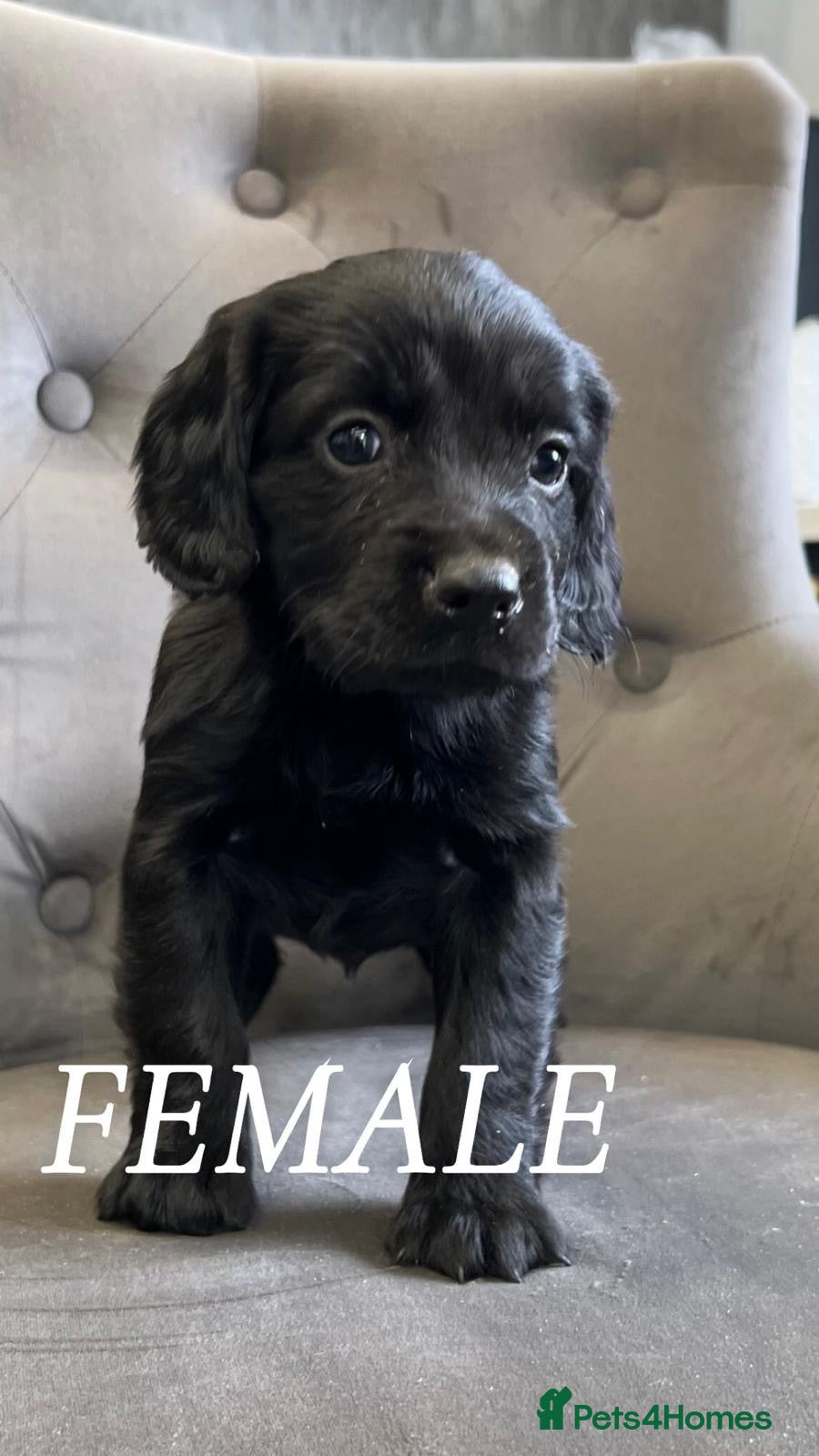 Cocker Spaniel dogs cocker spaniel  - Advert 2