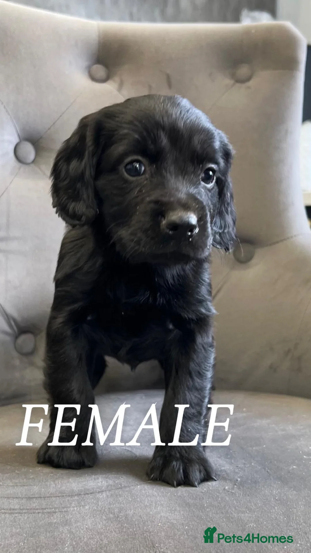 Cocker Spaniel dogs for sale: cocker spaniel  - Advert 2