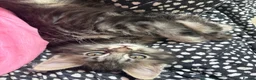 Maine Coon cats for sale: Maine coon cross - Advert 4