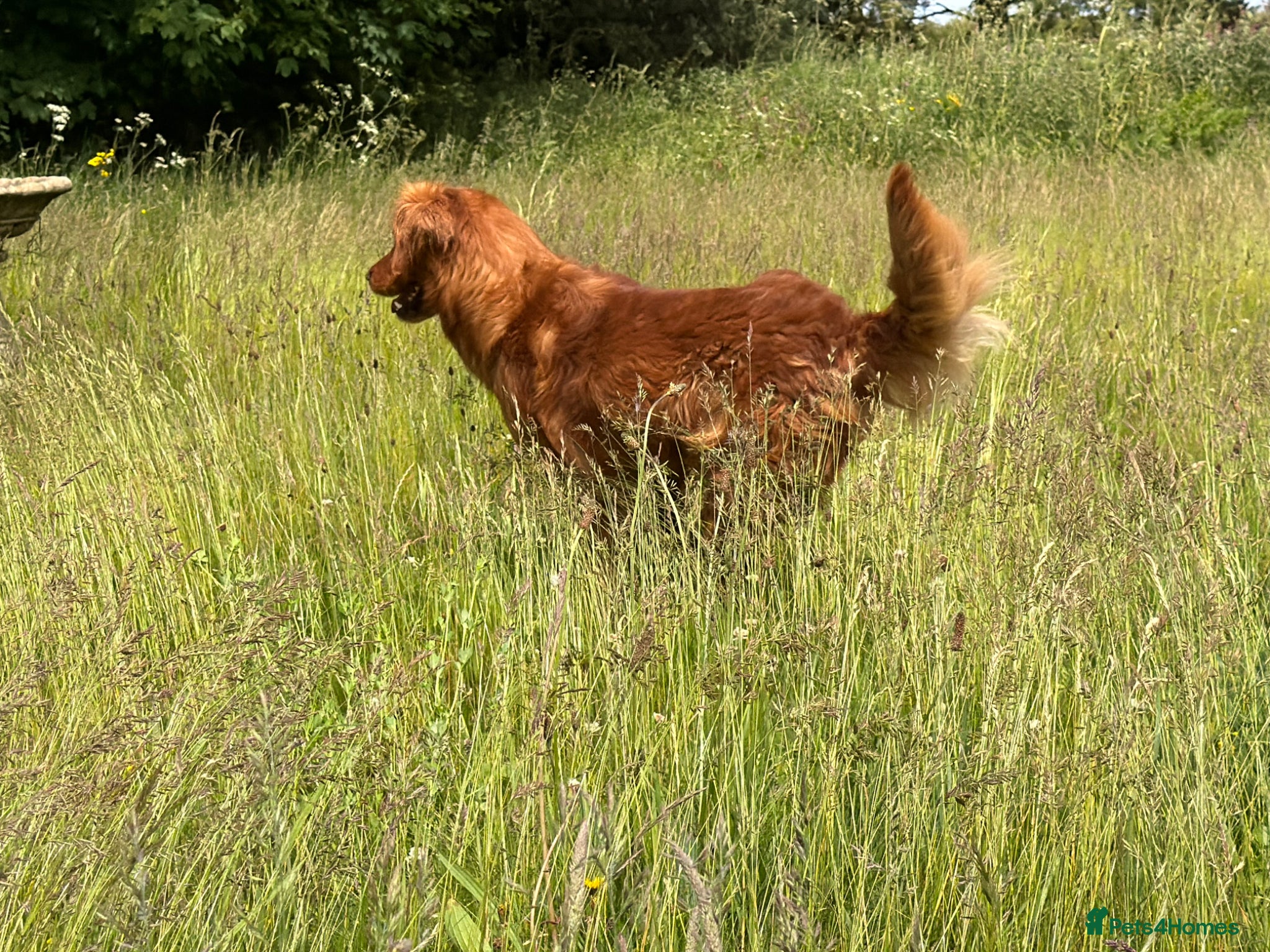 Golden Retriever dogs Ourstanding Golden Retriever  - Advert 1