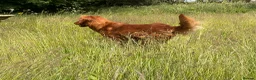 Golden Retriever dogs for stud: Ourstanding Golden Retriever  - Advert 4
