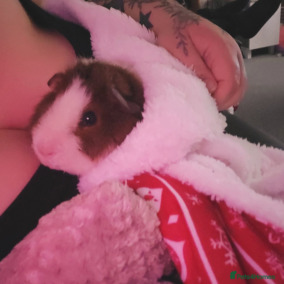 Guinea Pig rodents for sale: Teddybear male guinie pig - Image 3