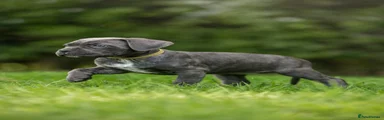 Yellow collar female 