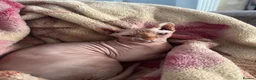 Sphynx cats for sale: Albie SPHYNX - Advert 6