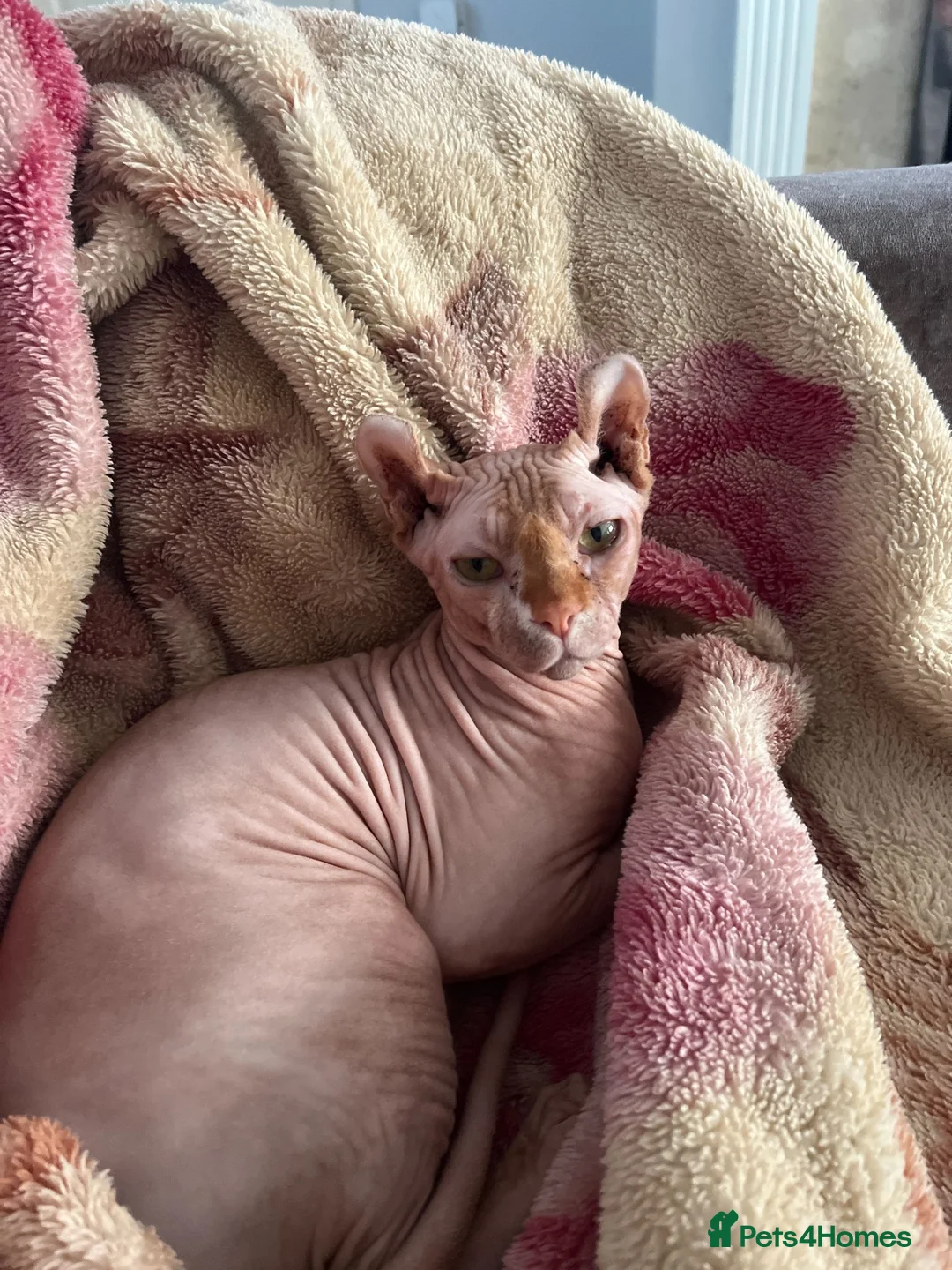 Sphynx cats for sale: Albie SPHYNX - Advert 6