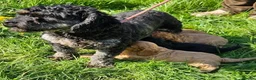 Cavapoo dogs for sale: Beautiful cavapoo puppies for sale  - Advert 6