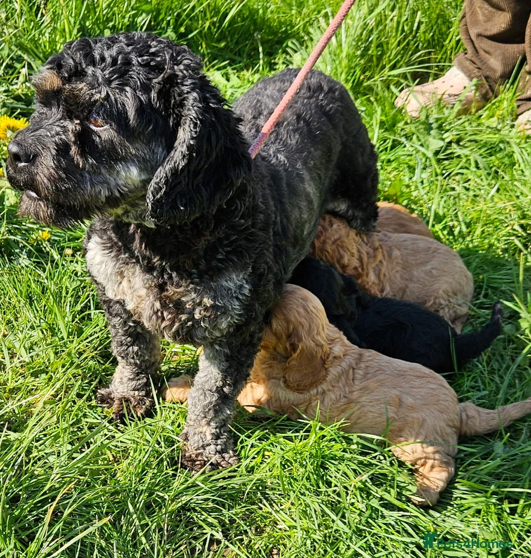 Cavapoo dogs for sale: Beautiful cavapoo puppies for sale  - Advert 6