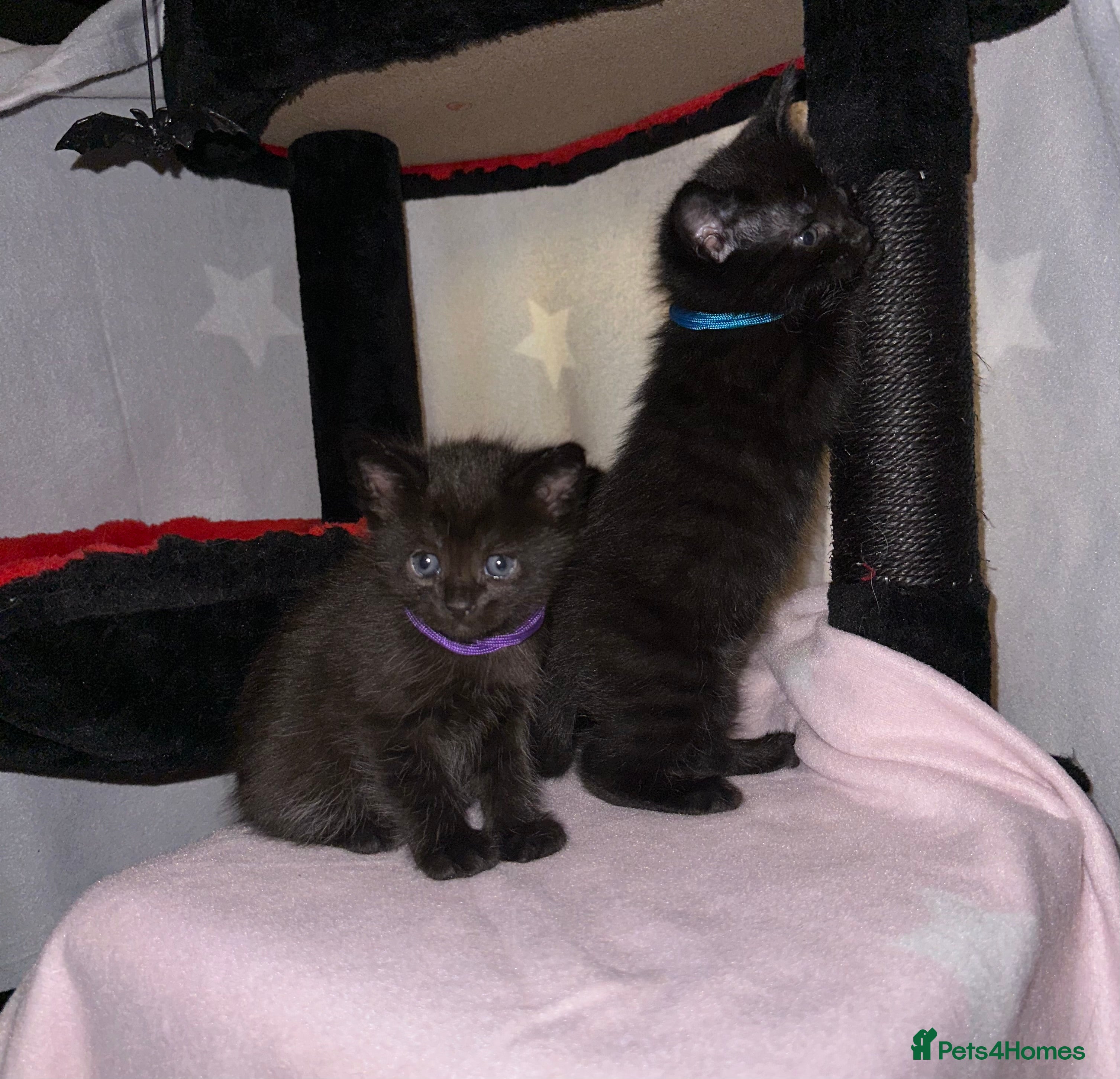 Maine Coon cats Maine Coon Kittens  - Advert 17