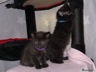 Maine Coon cats Maine Coon Kittens - Advert 15