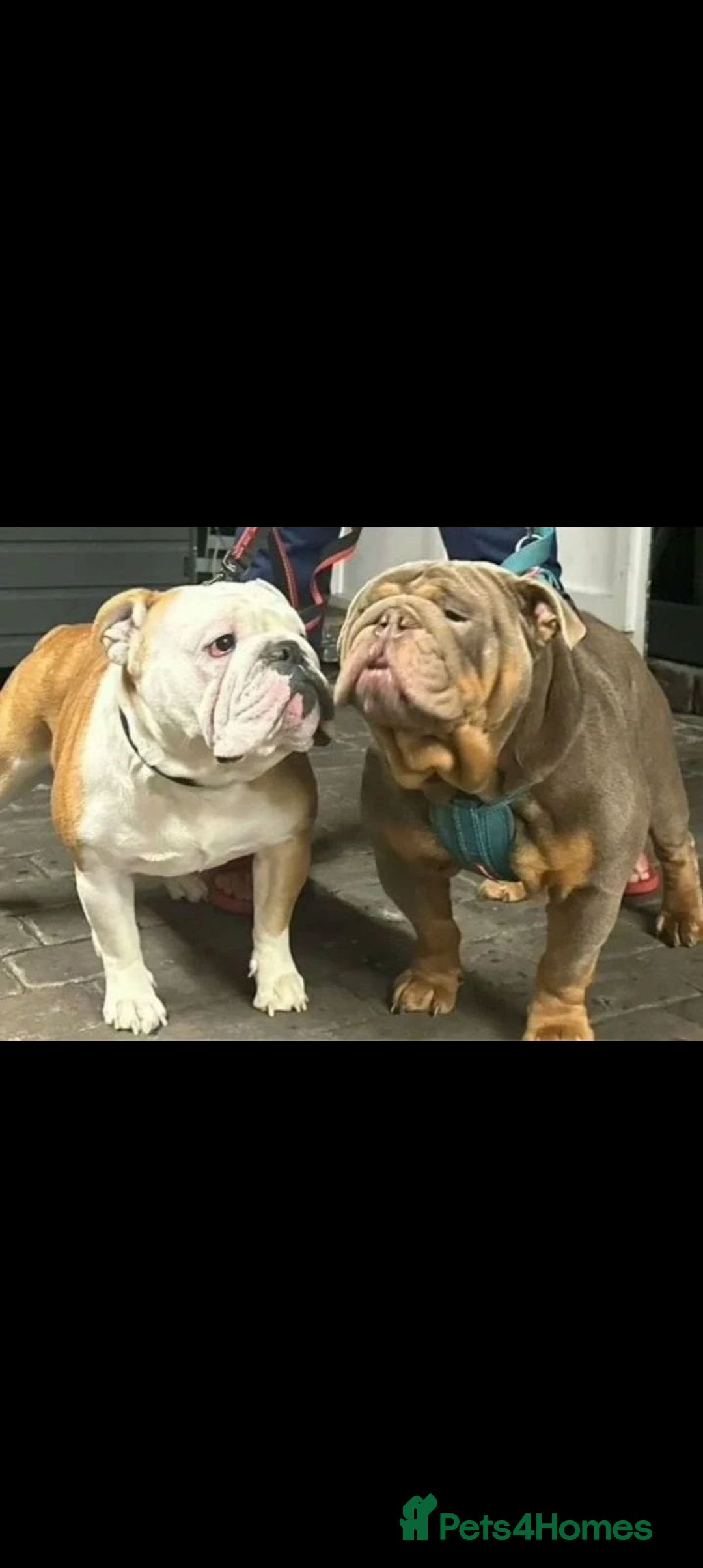 English Bulldog dogs for sale: English Bulldog Puppy Female - Image 4