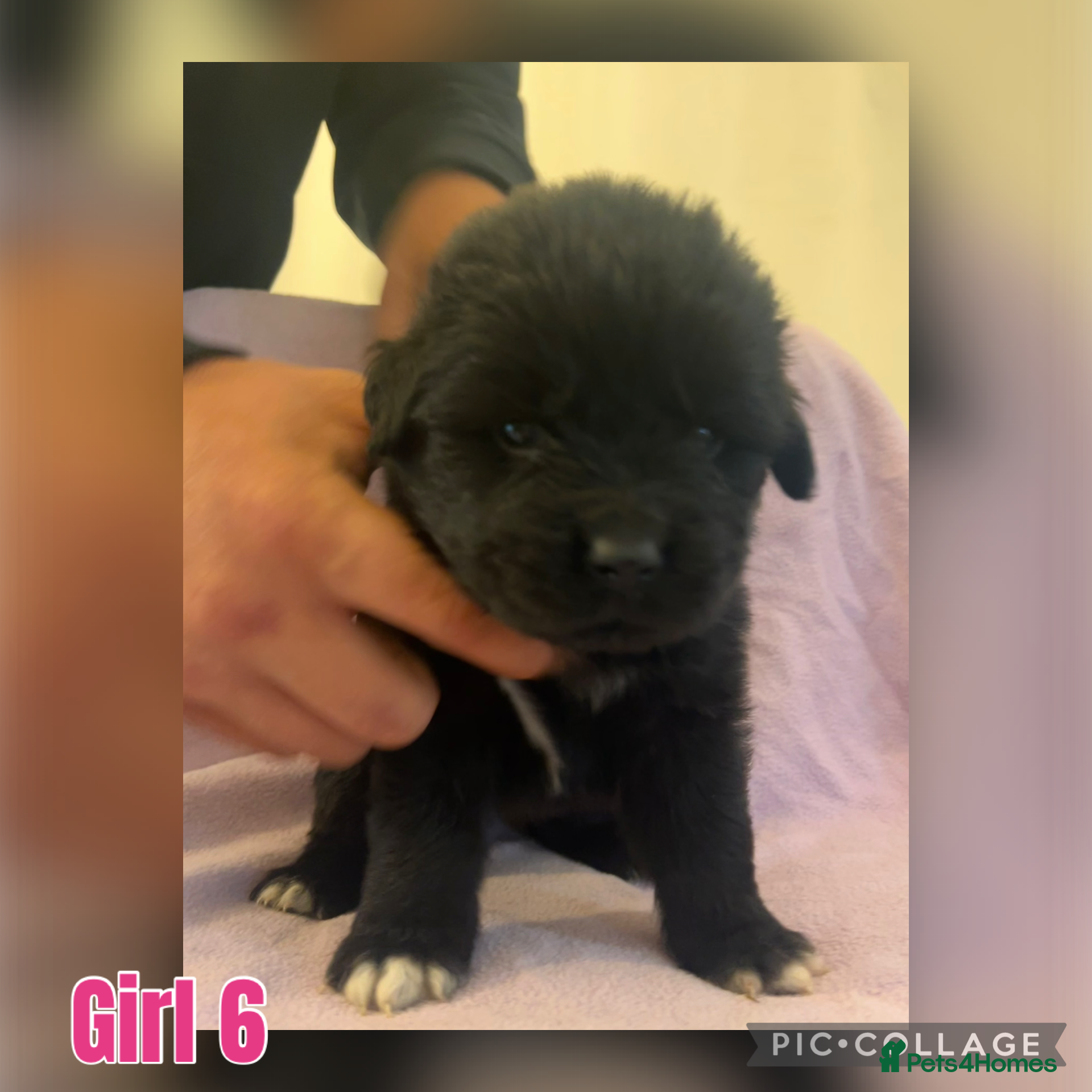 Mixed Breed dogs for sale: Black & landseer Newfoundland puppies  - Advert 4