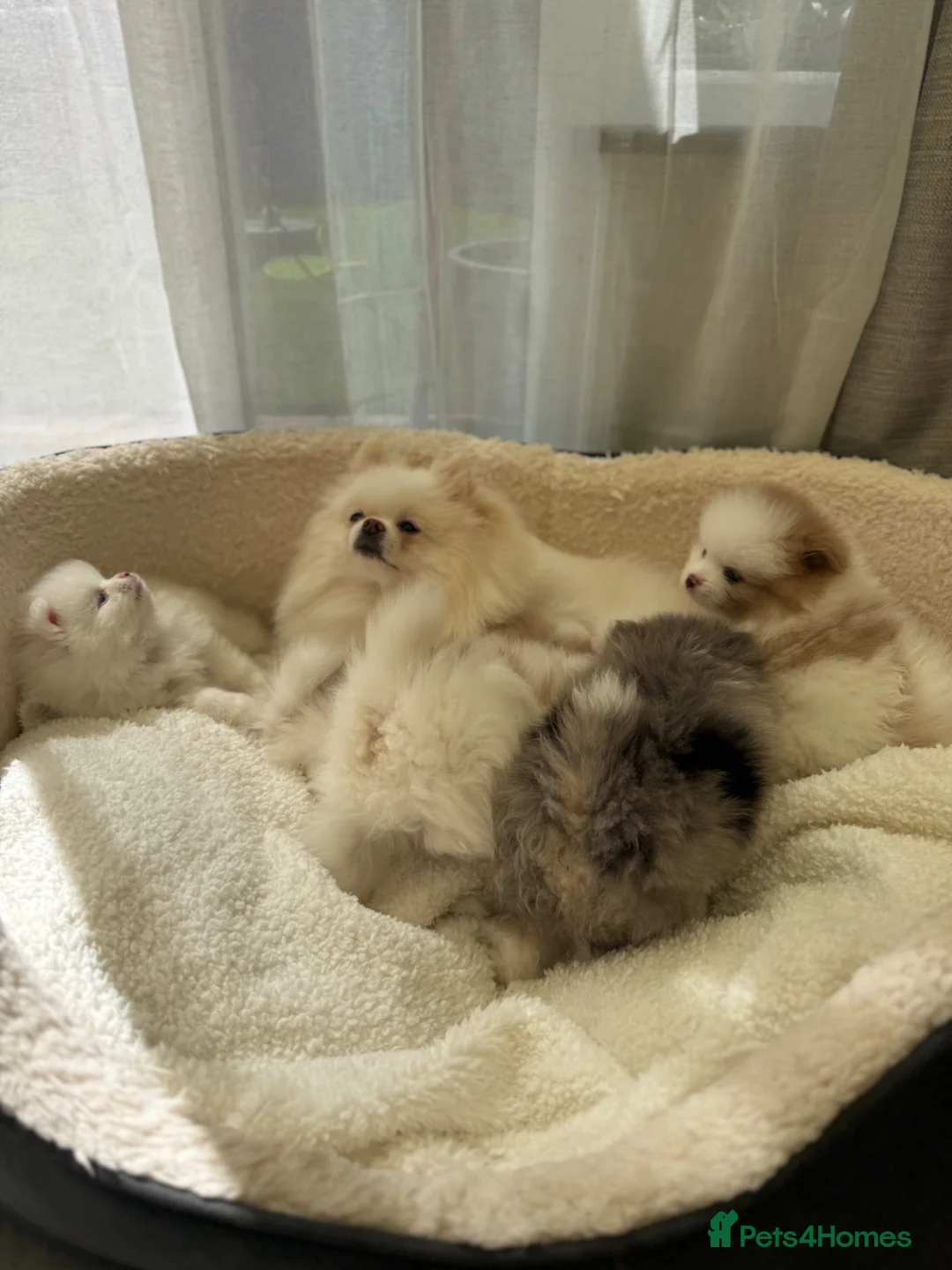 Pomeranian dogs for sale: Adorable 🤍 Pomeranian With Sweet Temperament - Advert 19