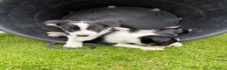 Border Collie dogs for sale: 4 Border Collie ISDS Registered Pups for Sale - Advert 6