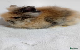 Lionhead rabbits for sale: Pure bred lionhead rabbits  - Image 2