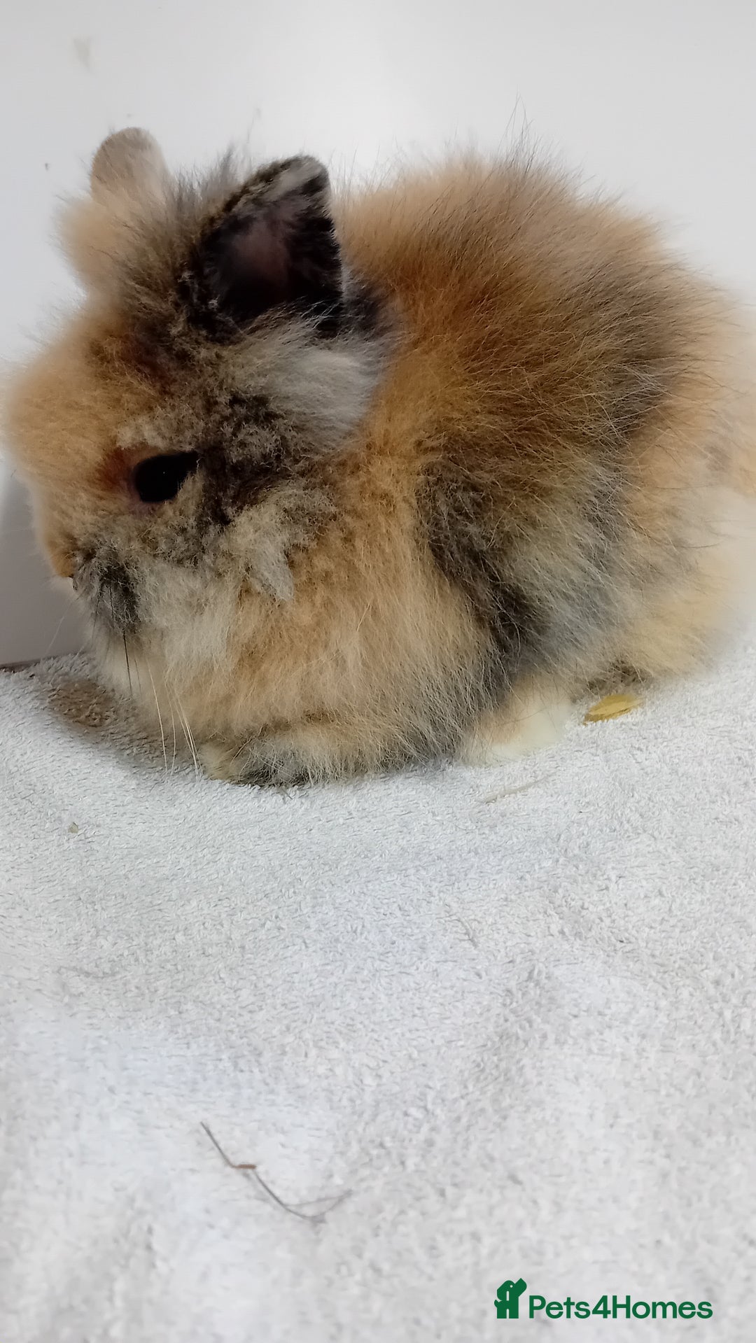 Lionhead rabbits for sale: Pure bred lionhead rabbits  - Image 2