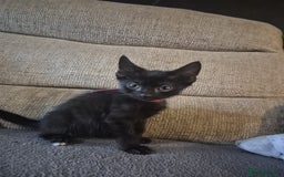 Mixed Breed cats for sale: Adorable black kittens for sale  - Image 33