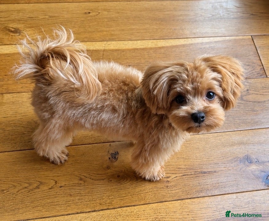 Maltipoo dogs Asian/Korean Maltipoo. DNA tested parents. - Advert 1