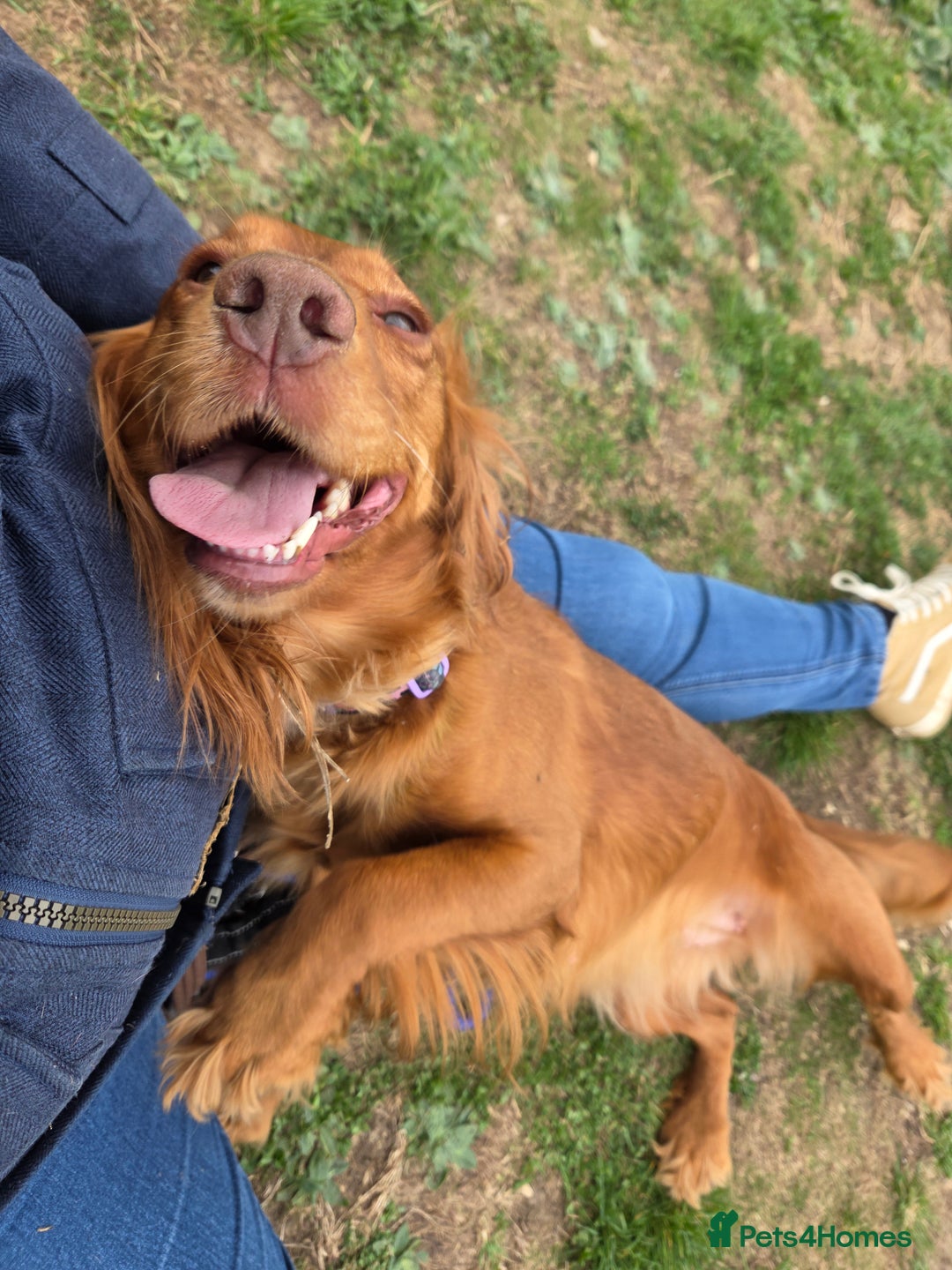 Cocker Spaniel dogs for sale: Stunning KC reg red working cocker pups - Advert 25