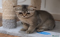 Scottish Fold cats for sale: British short hair x Scottish fold kittens in Romford - Image 9